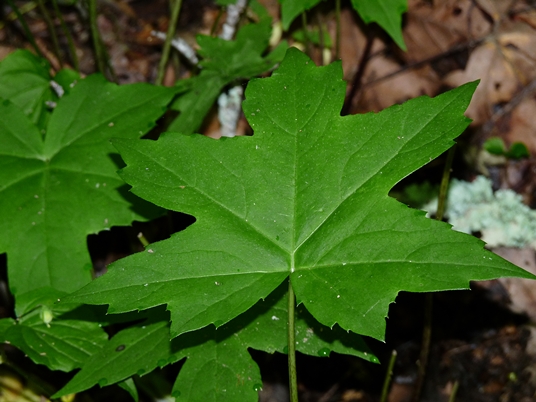 {Hydrophyllum canadense}